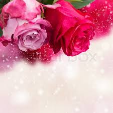 Light pink colour flowers images. Two Dark And Light Pink Rose Flowers Stock Image Colourbox