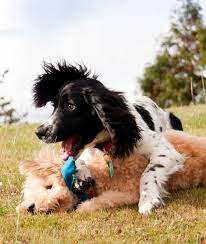 The Truth About Dog Daycare Ferndog Training