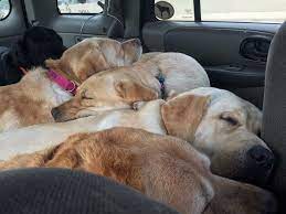 Maybe you would like to learn more about one of these? Pets For Adoption At Ohio Labrador Retriever Rescue Services In Vandalia Oh Petfinder