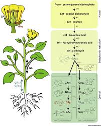We did not find results for: Gibberellin Localization And Transport In Plants Trends In Plant Science