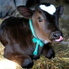 Environment Cute Baby Animals Cute Cows Cute Animals