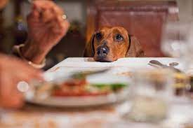 But snap on your dog's leash and get out there and walk. Can Dogs Eat Thanksgiving Dinner Well Good