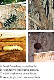 Asian Longhorned Beetle Arborjet Beetle Garden Pests Asian Beetle