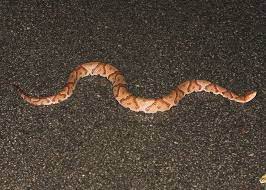 Agkistrodon Contortrix Mokasen Northern Copperhead Northern