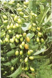 Azadirachta indica, commonly known as neem, nimtree or indian lilac, is a tree in the mahogany family meliaceae. 14 Neem The Tree Of Life Ideas Neem Herbs Tree