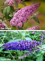 Image result for Komule empire blue