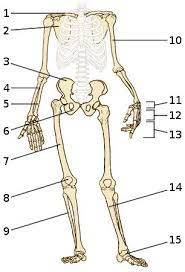 The leg skeleton | anatomy bones, human body anatomy, leg. Free Anatomy Quiz The Appendicular Skeleton Quiz 1