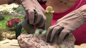 We did not find results for: How To Plant Cacti In A Dish Garden Gardening Flowers Youtube