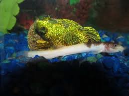 Dojo Loach Care, Tank Mates, And Feeding! - Build Your Aquarium