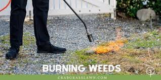 Remove the saplings at an earlier stage: How To Get Rid Of Crabgrass In Lawn Kill It Naturally Or Using Herbicides