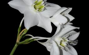 Image result for Caesalpinia cassioides