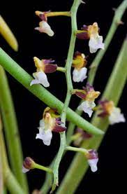 Begrüßen sie den frühling mit einem blütenmeer auf dem markt oder im discounter: Pflanzen Ratgeber Krank De Pflanzen Orchideen Saatgut