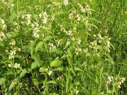 Image result for Vincetoxicum