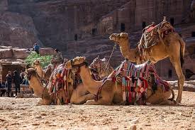 The first round of camel riding competition opens in bandar turkman in northeastern province of golestan on nov 8, 2016. Tripadvisor Private Tour From Amman Petra With Camel Ride Provided By Pn Tours Jordan Amman Governorate