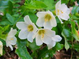 Image result for Campylospermum hiernii