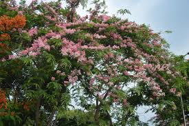 Image result for Cassia agnes