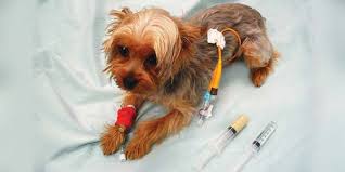 A nasal cannula is a type of clear plastic tube that's used as medical equipment to deliver low concentrations of oxygen through. Using Feeding Tubes In General Practice