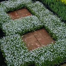 Star creeper (blue, white, super, dark blue) origin: Blue Star Creeper Isotoma Fluviatilis Great Garden Plants