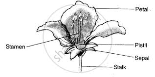 It's made up of the following parts Long Answer Type Question Explain The Structure Of A Typical Flower With The Help Of A Diagram Science Shaalaa Com