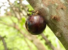 Mudas Frutíferas (Nativas e Exóticas) - Frutabella