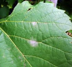 We did not find results for: Late Season Control Of Powdery Mildew In Grapes Focus On Inoculum Management Msu Extension