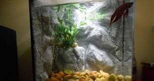 Siapa tahu berawal dari aquarium bisa memiliki empang luas dan menghasilkan ikan yang jauh lebih banyak. Konsep 25 Hiasan Aquarium Buatan Sendiri