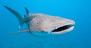 Whale sharks have more than 300 rows of teeth just inside of their mouth but each tooth is only about 2mm long (the size of a pencil lead). More Than Meets The Eye Whale Shark Eyeballs Have Two Incredible Features Scuba Diving