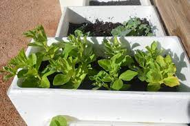 Ironing the rim of the plastic bottles after cutting them is a great tip. Can You Grow Plants In Foam Boxes Tips On Growing Plants In Foam Plant Containers
