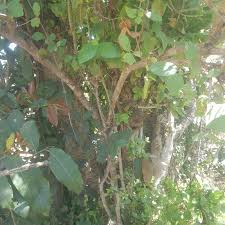 Image result for Mitragyna stipulosa