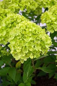 We can deliver directly to you door five times a week. Hydrangea Paniculata Little Lime Jane Pbr Hydrangea Hydrangea Paniculata Green Hydrangea Hydrangea Flower