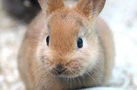 Inkasso kaninchen inkasso prozess in gifhorn lsw steckt schlappe ein hallo wochenende x anderenkuscheltier cocoon. Heu Und Wenig Obst Das Richtige Futter Fur Kaninchen