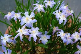 We did not find results for: 10 Award Winning Small Bulbs With Blue Flowers Rhs Gardening