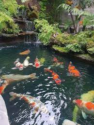 Pin By Water Garden Pond Supplies On Koi Garden Pond Design Water Gardens Pond Ponds Backyard