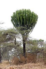 Check spelling or type a new query. Euphorbia Candelabrum Wikipedia