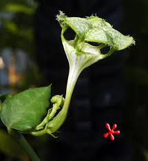 The umbrella plant has gained its reputation as a great houseplant for its unique appearance and for being easy to grow and care for, even by novice. Awesome In The Garden Ceropegia Sandersonii Parachute Flower At Zone 9 Tropicals