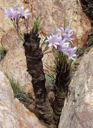 Image result for Xerophyta wentzeliana