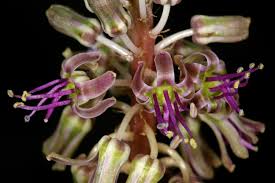 Image result for Ledebouria luteola