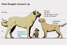 pin by jill marie on caes kangal dog large dog breeds livestock guardian dog
