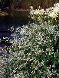 Flowers all year round with myriads of white blooms on lime green foliage. Euphorbia Diamond Frost Camerons Nursery