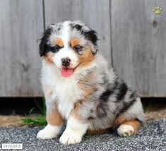 Black And Tan Australian Shepherd Puppies For Sale Gunner Australian Shepherd Puppy For Sale In Strasburg Pa Aussie Dogs Aussie Puppies Australian Shepherd Puppies