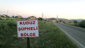 Kuduz Nedir Belirtileri Nelerdir Kuduz Nasil Bulasir Saglik Haberleri