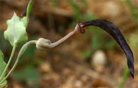 Image result for Aristolochia albida