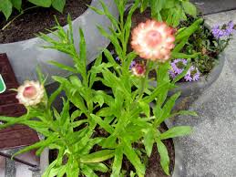 Everlasting Strawflowers Are Easy And Fun To Grow Silive Com