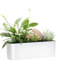 It has a rating of 4.9 with 31 reviews. The 7 Best Self Watering Planters Of 2021