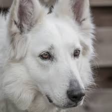 Our mission is to ensure the welfare of all german shepherd dogs in every step in their journey of life. White German Shepherds A Coat Color Variation Or More Pethelpful