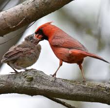 What do baby cardinals eat. How Long Does It Take Northern Cardinals To Raise A Family Natural Crooks Ramblings