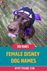 Female Disney Dog Names Dog Names Disney Names Disney Dogs