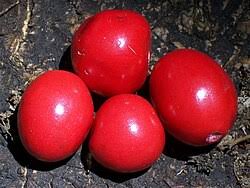 Image result for Diospyros truncatifolia