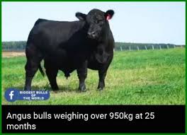 Pin Di Jual Bibit Sapi Angus