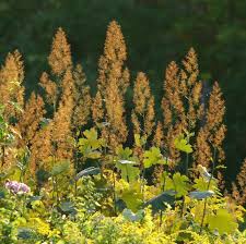 Image result for Macleaya